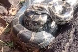 ten feet long python in Lohardaga