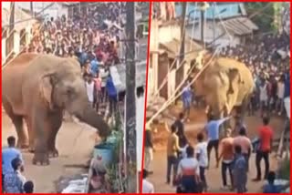 wild elephant entered in Chakulia village of Jamshedpur in Jharkhand