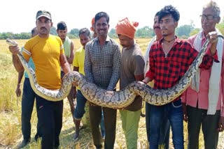 armadapuram python rescue video