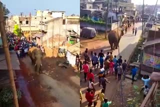 Wild elephant  Dalma Sanctuary  Chakulia of Jamshedpur  Jamshedpur news  Jharkhand news  wild elephant in chakulia of jamshedpur  ജംഷഡ്‌പൂർ ഗ്രാമത്തിൽ കാട്ടാന  കാട്ടാന ഇറങ്ങി  ഡാൽമ ആന സങ്കേതം