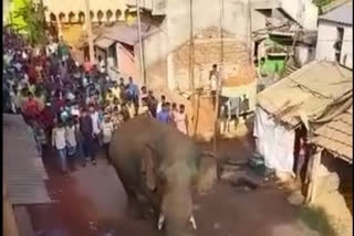 Wild elephant enters Jharkhand's Chakulia