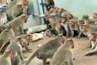 40 monkeys died