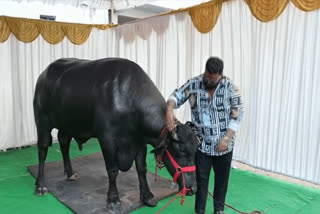 Sadar celebrations in Hyderabad