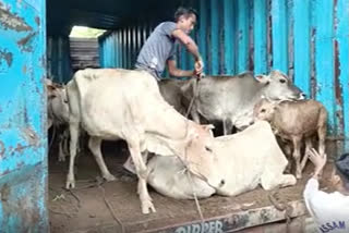 smuggled cattle seized in bokakhat