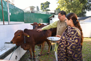 Uttarakhand CM Pushkar Dhami Worship Cows On Govardhan Puja 2022