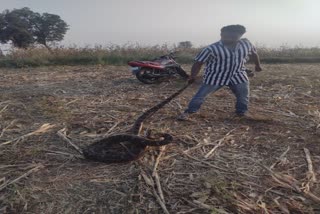 Narmadapuram python rescue video