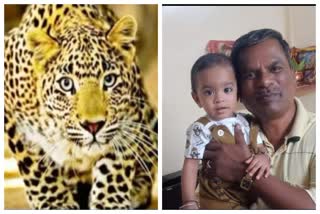 Leopard Killed Little Girl