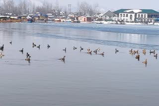 کشمیر میں مہمان پرندوں کی آمد کا سلسلہ شروع