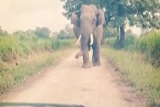 Kaziranga National Park