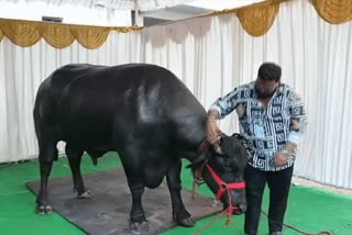 BUFFALO WORTH 35 CRORE  35 CRORE WORTH BUFFALO IN TELANGANA  35 കോടി വിലയുള്ള പോത്ത്  കോടികൾ വിലമതിക്കുന്ന പോത്ത്  SADAR CELEBRATIONS IN TELANGANA  കന്നുകാലികളുടെ പ്രദർശനം  സദർ ആഘോഷത്തിൽ താരമായി ഗരുഡ എന്ന പോത്ത്  35 കോടിയുടെ ഗരുഡ പോത്ത്  പോത്ത്  സദർ ആഘോഷം