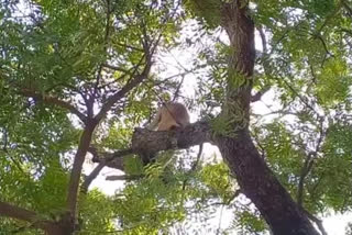 Monkey Attack at a Village in Purulia