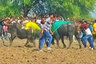 ujjain buffalo fight