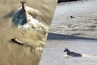 Nilgai rescue operation  Nilgai trapped in Ganga river  Ganga river  ഗംഗ നദിയില്‍പ്പെട്ട് മ്ലാവ്  ഡെറാഡൂണ്‍ വാര്‍ത്തകള്‍  ഉത്തരാഖണ്ഡ് വാര്‍ത്തകള്‍  ദേശീയ വാര്‍ത്തകള്‍  national news updates