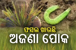 ଚାଷରେ ଲାଗିଛି ଅଜଣା ପୋକ, ଋଣ ସୁଝିବା ଚିନ୍ତାରେ ଚାଷୀ