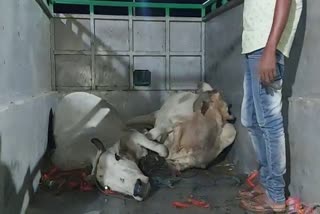 Livestock recovered in Kaliabor