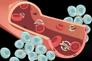 Researchers using magnetic bacteria to fight tumors