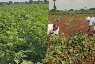 Cotton pests in Jogulamba Gadwal