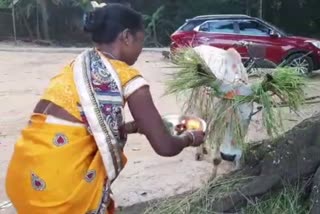 Tribal society worshipped cattle in Sohrai festival in Khunti