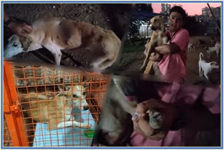 Animals Injured Due to Firecrackers