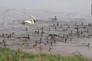 काझीरंगा राष्ट्रीय उद्यान