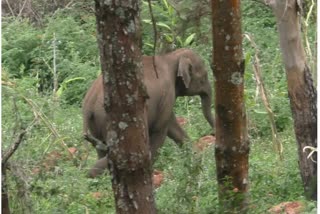 കാട്ടാന ആക്രമണം  youth died by elephant attack  കാട്ടാനയെ കണ്ട് ഭയന്നോടി  പാറയിടുക്കില്‍ വീണ യുവാവിന് ദാരുണാന്ത്യം  കാട്ടാനയെ കണ്ട് തൊഴിലാളികള്‍ ഭയന്നോടി  ഇടുക്കി വാര്‍ത്തകള്‍  ഇടുക്കി ജില്ല വാര്‍ത്തകള്‍  ഇടുക്കി പുതിയ വാര്‍ത്തകള്‍  kerala news updates  latest news in kerala  elephant attack news in idukki  elephant attack news in kerala