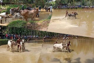 Mullamanna fields prepare for bull running  bull running competition  bull running competition kozhikode  കാളപ്പൂട്ട് മത്സരത്തിനൊരുങ്ങി മുല്ലമണ്ണ  ke  bull running compettition  കാളപ്പൂട്ട് മത്സരം  പെരുമണ്ണ കാളപ്പൂട്ട്  കോഴിക്കോട് കാളപ്പൂട്ട് മത്സരം