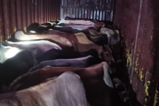 Cattle seized at Nagaon