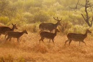 Cheetals released in Kanger Valley National Park