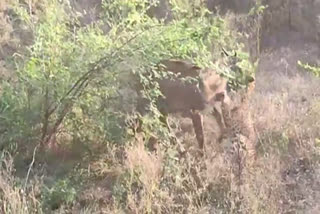 Panther hunting Nilgai in Jaipur