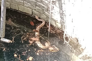 shivpuri snake rescued from well