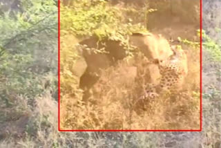 Panther attacks nilgai in Jaipur's Jhalana Leopard Safari