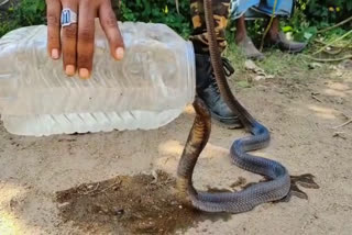 shivpuri thirsty snake video viral
