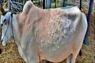 Etv Bharatnodule-in-cow-skin-disease-precautionary-measures