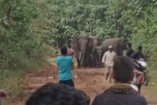 Watch elephant attacks in Parvathipuram create panic among villages