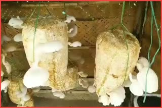 Mushroom Farming in Chhattisgarh