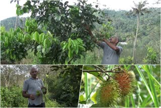 Idukki Rambutan farming  Idukki Rambutan farmer Babu Jose  Rambutan farmer Babu Jose  Rambutan  Rambutan farming  റബര്‍ തോട്ടങ്ങള്‍ കൈയടക്കി റംബുട്ടാന്‍ മരങ്ങള്‍  റംബുട്ടാന്‍  റംബുട്ടാന്‍ കൃഷി  ഇടുക്കിയിലെ റംബുട്ടാന്‍ കൃഷി  റബര്‍