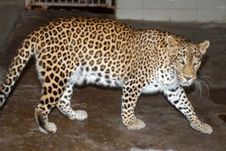 Leopard Roaming