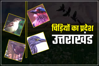 Uttarakhand Bird News