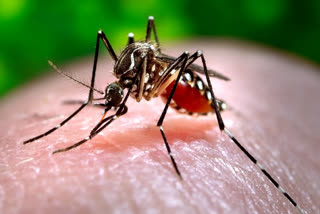 Madhya Pradesh records 1,595 dengue cases so far this year; significant drop from 2021