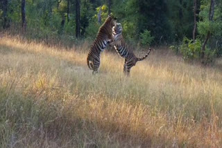 tigress cubs playing video viral in umaria