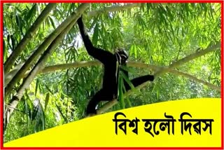 World Hoolock Gibbon day