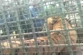 tiger in cage