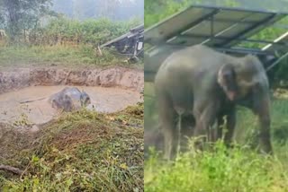 dhamtari latest news  Three elephants fell in pond  Dugli forest area of dhamtari  Elephant Rescue in Dhamtari  Village Bhainsamuda of city area  Chhattisgarh news updates  കാട്ടാനകള്‍ കുഴിയില്‍ വീണു  വനം വകുപ്പ്  വനം വകുപ്പ് ഉദ്യോഗസ്ഥര്‍  റായ്‌പൂര്‍ വാര്‍ത്തകള്‍