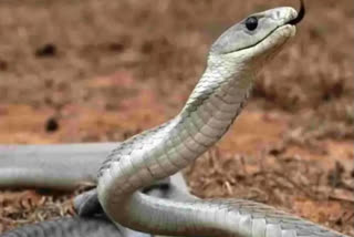 Five-foot-long snake turns up in Delhi secretariat building; rescued by NGO