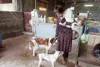 बिलासपुर में जहर देकर कुत्तों को मारने का मामला