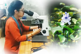 biofuel from hyacinth biofuel dr harisingh gour university sagar university research profesor ashwani kumar research biofuel from hyacinth