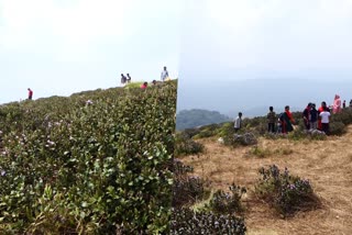 neelakurinji flowers  neelakurinji flowers in kallippara  neelakurinji is started to fell out  neelakurinji flowers in idukki  neelakurinji  latest news in idukki  latest news today  പടിയിറങ്ങുന്ന നിലക്കുറിഞ്ഞി വസന്തം  പടിയിറങ്ങുന്ന നിലക്കുറിഞ്ഞി വസന്തം  കാഴ്‌ചയുടെ വര്‍ണവിസ്‌മയം തീര്‍ത്ത നീലക്കുറിഞ്ഞി  കള്ളിപ്പാറ  കള്ളിപ്പാറയുടെ ഭൂപ്രകൃതി  ശാന്തന്‍പാറ ഗ്രാമ പഞ്ചായത്തിന്  നീലകുറിഞ്ഞി  നീലക്കുറിഞ്ഞി  നീലക്കുറിഞ്ഞി കൊഴിഞ്ഞുതുടങ്ങിയ  ഇടുക്കി ഏറ്റവും പുതിയ വാര്‍ത്ത  ഇന്നത്തെ പ്രധാന വാര്‍ത്ത