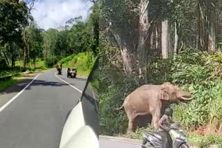 viral video of watcher  watcher in forest department  chase and send wild elephant  chase and send wild elephant to forest  wild elephant viral video in idukki  watcher shakthivel  latest viral video in idukki  latest news in idukki  latest news today  റോഡിലിറങ്ങിയ ഒറ്റയാനെ ശകാരിച്ച്  തുരത്തിയോടിച്ച് സ്‌റ്റാറിയി വനം വകുപ്പ് വാച്ചര്‍  വനം വകുപ്പ് വാച്ചർ ശക്തിവേൽ  മുറിവാലന്‍ കൊമ്പൻ  ഇടുക്കി ആനയുടെ വൈറല്‍ വീഡിയോ  ആനയെ ശകാരിക്കുന്ന വാച്ചര്‍  ഇടുക്കി ഏറ്റവും പുതിയ വാര്‍ത്ത  ഇന്നത്തെ പ്രധാന വാര്‍ത്ത