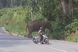 forest-watchers-words-to-a-wild-elephant-go-viral