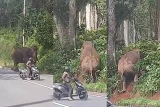 forest watcher shouts at elephant in kerala